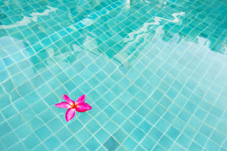 flower floating, pink flower floating in blue swimming poolの写真素材