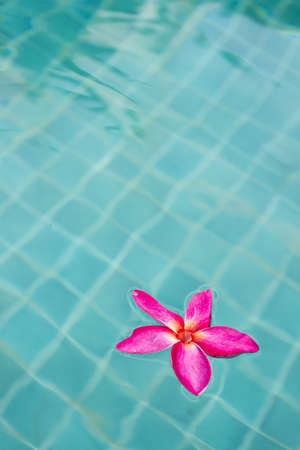 frangipani in pool, Shocking pink frangipani in blue swimming poolの写真素材