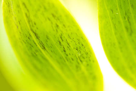 lotus petal, green lotus leaf close up abstract