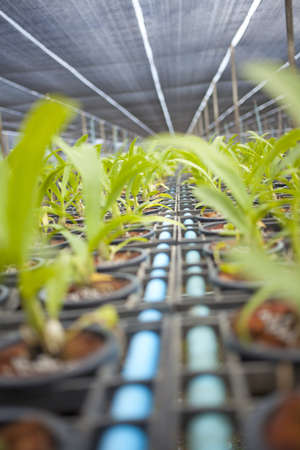 farm system, water pipe system in Thailand tropical agricultural orchid farm