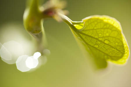 leaf texture, dew drops on leaf showing transparent texture