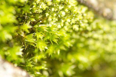 fresh mos, texture of mos tree in Thailand rainforestの写真素材