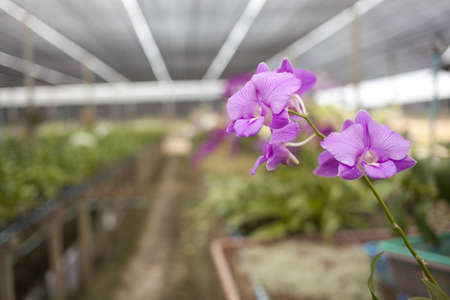purple orchid, Thailand tropical agricultural orchid farmの写真素材