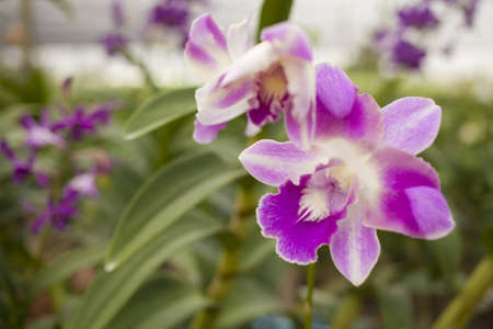 close up orchid, Thailand tropical agricultural orchid farmの写真素材