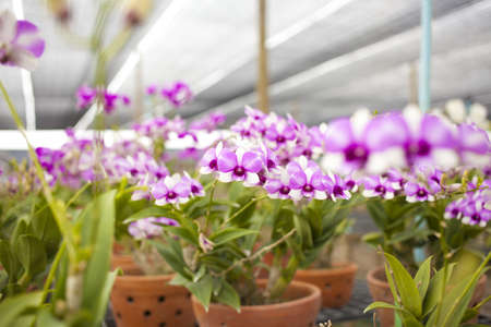 purple orchid, Thailand tropical agricultural orchid farmの写真素材