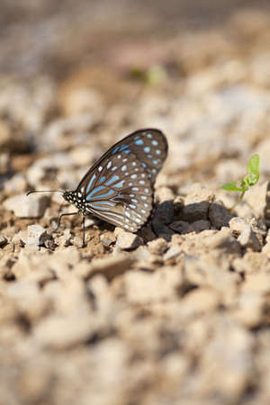 butterfly, brown butterfly stick on rock land in forest 