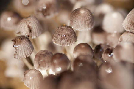close-up mushroom, stem of gray mushroom in forest sunlightの写真素材