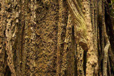 tree texture, texture of big tree in tropical forest