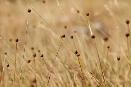 button flower, tiny button grass flower in yellow dry land