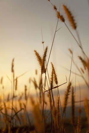 grass through sunset, yellow grass blowing in the wind through sunset