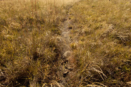 yellow grass land, walk way to yellow grass land