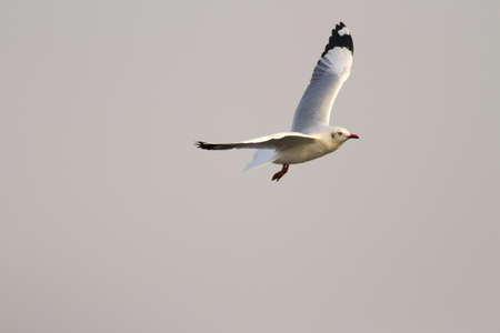 wings of Gull, brown-headed gull flying show wings spreadの写真素材