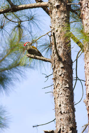 Greater Flameback, Red Greater Flameback hold on pine tree in forestの写真素材