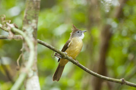 bulbul, Pull-throated bulbul on a tree branchの写真素材