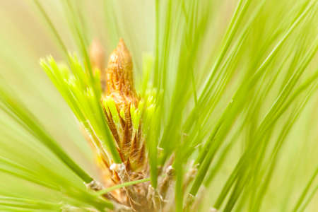 pine branch, green pine top branch with pine seed flowerの写真素材