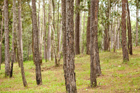 pine forest, many of pine tree showing high trunk in pine forestの写真素材