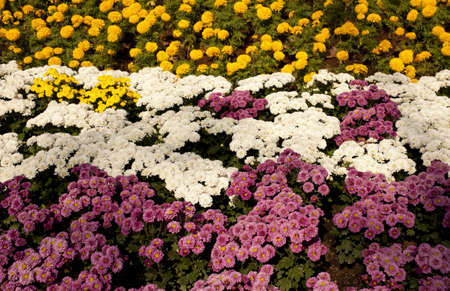 flower garden, yellow white and pink flowers lines arrange blooming in the garden