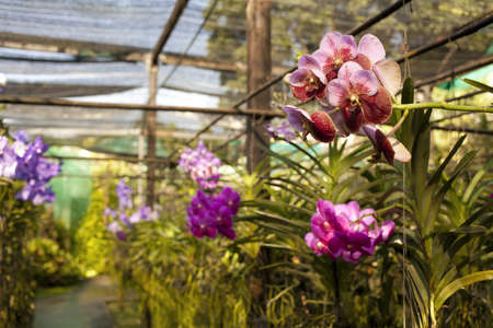 orchids, purple Vanda orchid with sunlight growing in the farmの写真素材