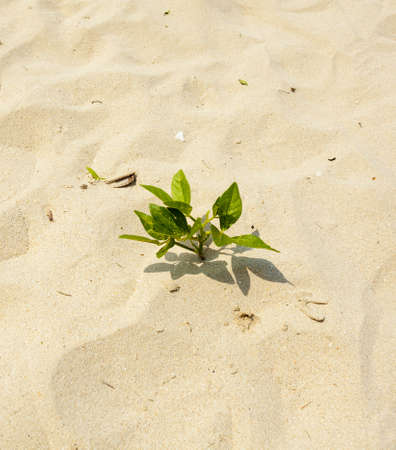 young tree, young green leaf tree new born on white sand landの写真素材