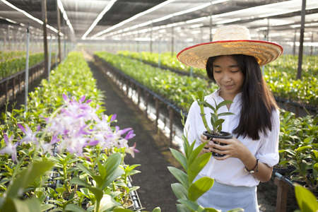 orchid and girl, Young Asian girl wearing weave hat in orchid farmの写真素材