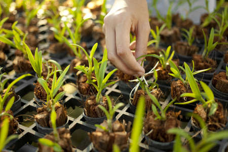 plant tree, female hand plant a young tree in farmationの写真素材