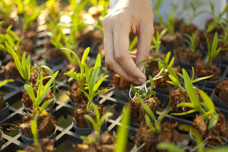 plant a tree, female hand plant a young tree in farmationの写真素材