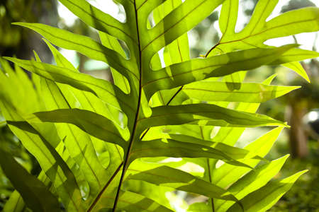 leaf texture, texture of green fern leaf effected with sunlightの写真素材