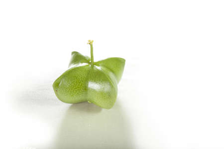 Sacha-Inchi peanut, fresh capsule seeds fruit of sacha-Inchi peanutの写真素材