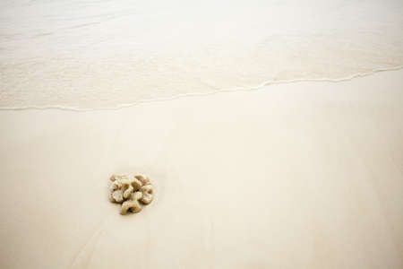 alone doral rock beach, piece of coral rock isolate on white sand beach after waveの写真素材
