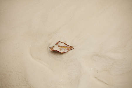 alone leaf, dry leaf isolate on white sand beach after wave