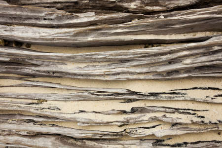 beach wood log, texture of wood log on a beach with white sand jammed