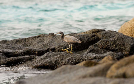 pacific reef egret, black pacific reef egret looking for food at beach rockの写真素材