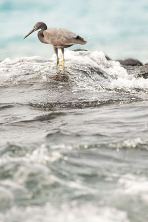 pacific reef egret, black pacific reef egret with small wave at the rockの写真素材