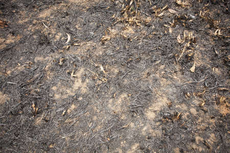 burnt land, surface of burnt land grass field showing left carbon