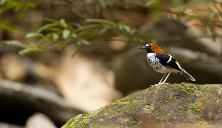 male chestnut-naped forktail, chestnut-naped forktail standing on humid moss waterfall rockの写真素材
