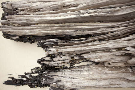 beach wood log, texture of wood log on a beach with white sand jammed