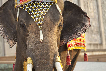 dressed elephant, close up elephant eye with Thai style flower headdressの写真素材