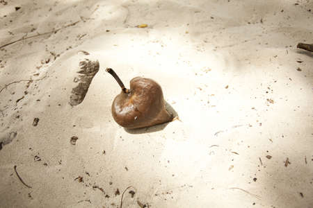 Portia fruit, brown heart shape portia fruit on sand beach
