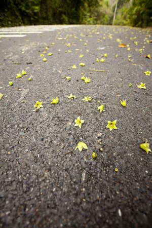 on the road, road in Thailand forest with small flower spread overの写真素材