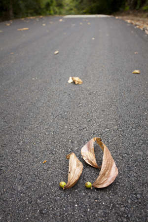 Dipterocarpus, kind of Dipterocarpus bulb falls from forest treeの写真素材