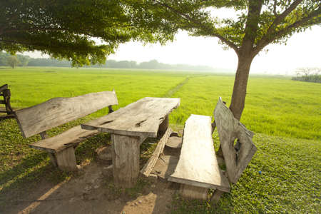 paddy field, Green paddy field and table under the tree with sun lightingの写真素材