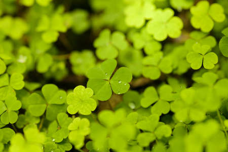 clover, green wallpaper of clover leaves with some dew drops