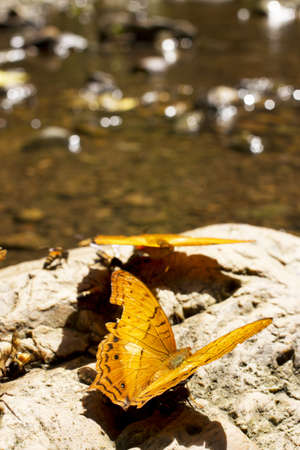 butterfly, orange butterflies swarming on rock by the river reflection