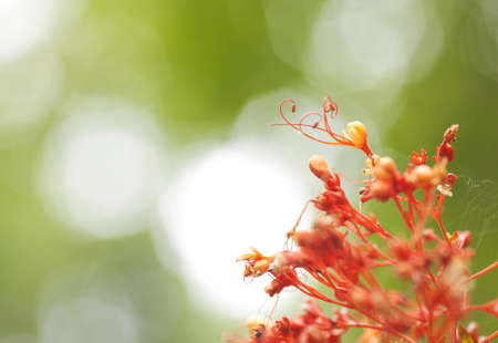 macro flower, macro of red wild flower with long pollen in the forestの写真素材