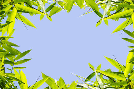 bamboo frame, texture of bamboo leaf frame with blue skyの写真素材