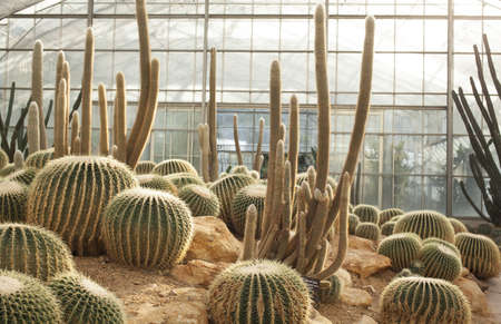 mixed cactus, many kinds of cactus in grass house gardenの写真素材