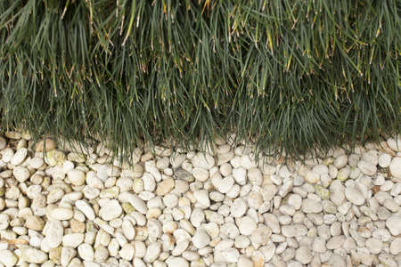 pebble and grass, texture of white pebble and green grassの写真素材