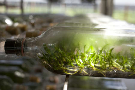tissue culture, orchid tissue culture in a bottle many rows arrangingの写真素材