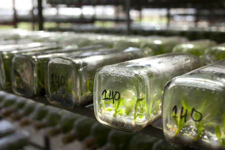 tissue culture, orchid tissue culture in a bottle many rows arrangingの写真素材