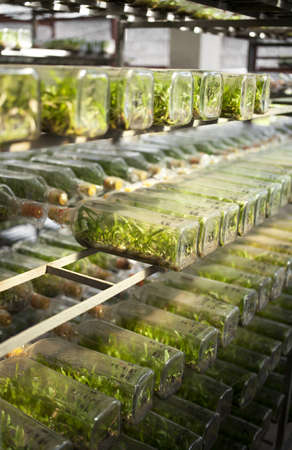 orchid lab, orchid tissue culture in a bottle many rows arranging